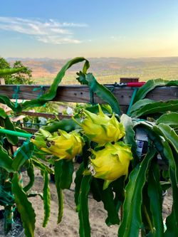 🌵 Dragon Fruit Cuttings – Rare & Sweet Varieties | Oceanside / Fallbrook