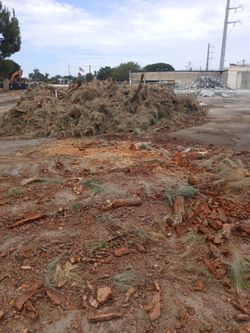 Free firewood