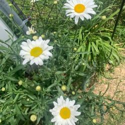 Outdoor Flowers - Snow Cap Shasta Daisies 