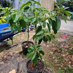 Aguacate Rusell Plant 