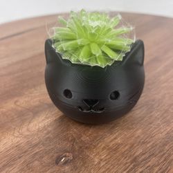 Black Cat Planter With Real Green Succulent 