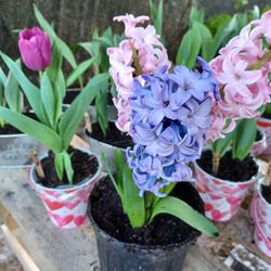 Tulips/ Hyacinth 💐🌷
