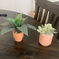 Decor Plants