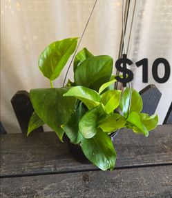 Pothos plant