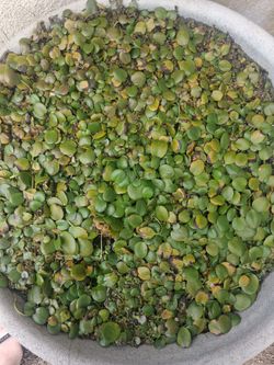Large amount of frogbit floating plant