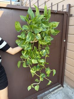 6” Patricio Pothos 