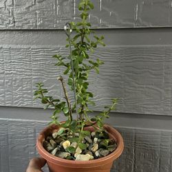 Arbol De La Abundancia (Jade)