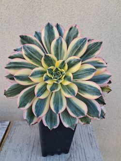 Suculenta