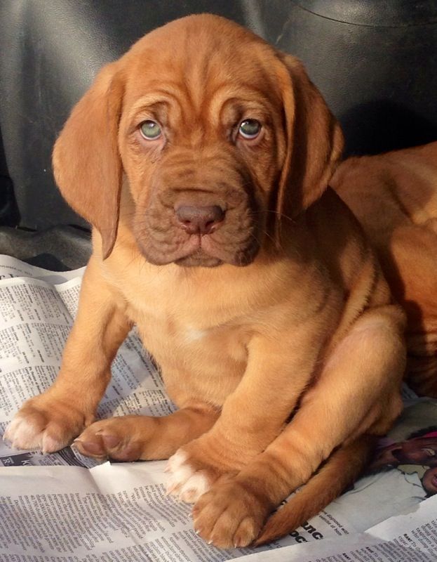 French Mastiff/Bloodhound Hybrid Puppy