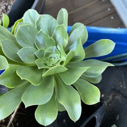 Aronium Undlatum (Stalked Aeonium) bulbs