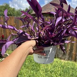Purple Heart Plant- Tradescantia Padilla Fully Rooted