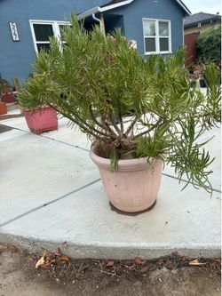 Big succulent needs tlc