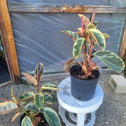 Rubber Plants 10" Pot $15 Each