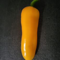 Organic Mini Sweet Yellow Pepper Seeds! 2026 SEASON EARLY RELEASE! Available Now! 