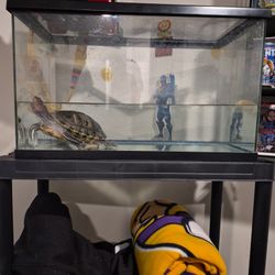 Turtle tank 