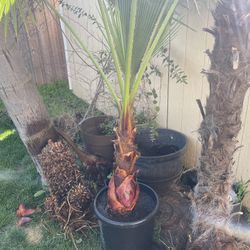 Fan Palm