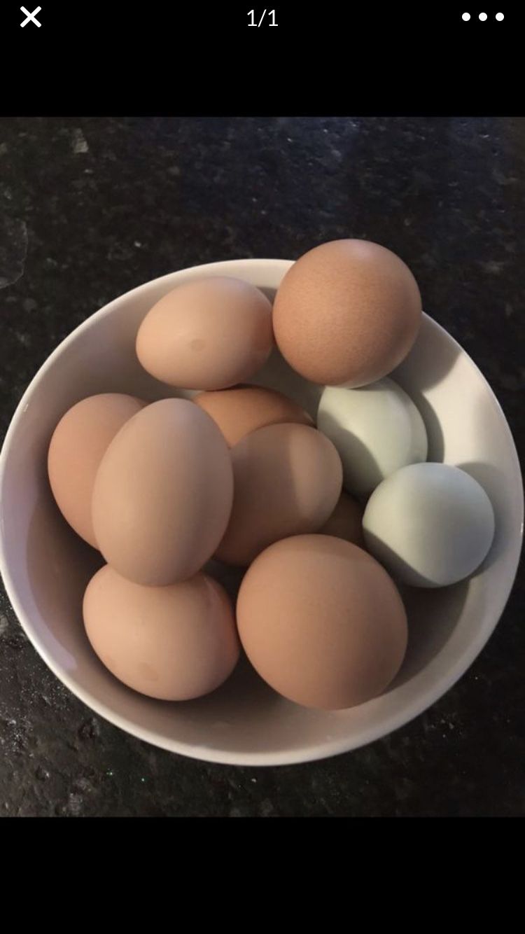 Fresh organic eggs