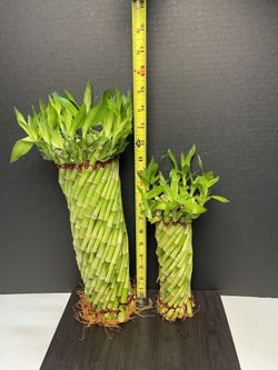 Twist Lucky Bamboo Plants $25 both.
