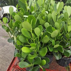 Clusias About 3 Feet tall Instant Privacy Hedge For Fence