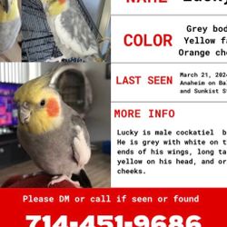 Lucky Bird Cockatiel