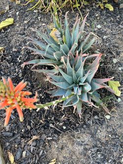 Beautiful Healthy Succulents And Agave Plants Drought Free Desert 🌱