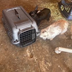 Grreat Choice Cage