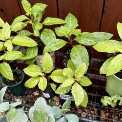 Planta De Insulina-$5 Each