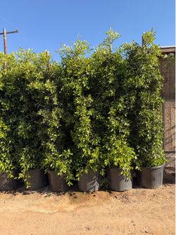 Indian Laurel ficus 25 gal 9-10 feet tall
