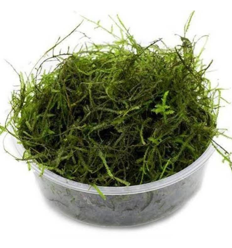 Java moss for all Freshwater Shrimp&Fish  Aquariums 