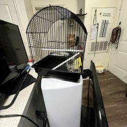 Bird Cage 