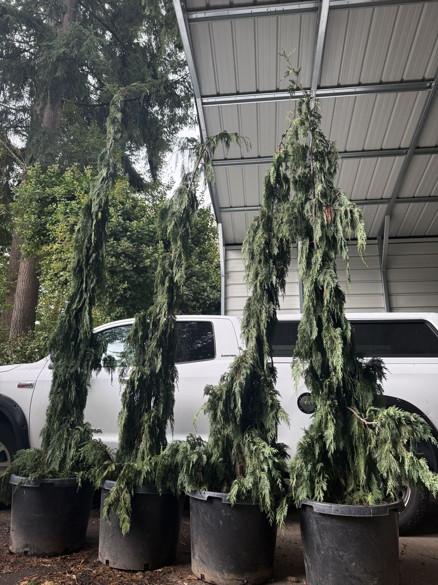 HUGE ‘Green Arrow’ Weeping Alaskan Cedar Trees —