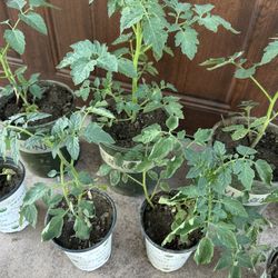 Organic Cherry Tomato Plants  $3