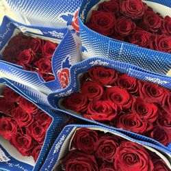 Roses Packs