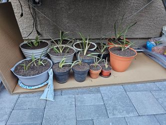 Aloe vera plants