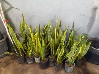 Snake plant