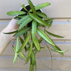 4” hoya wayettii