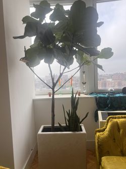 Plants & Planter