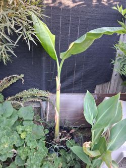 Another banana tree