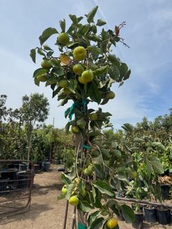 persimmon tree