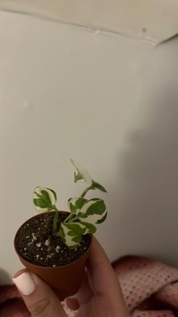 Pothos n’joy rooted cutting