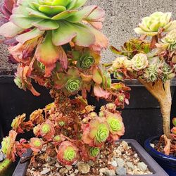 Rare Bonsai Aeonium With Pot Pick Up In Upland 1 Avail 