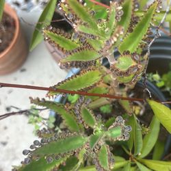 Plant And Tree And Succulents For Sale 