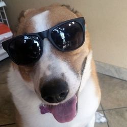 Merrick Salmon + Healthy Grains Dog Food Kibble