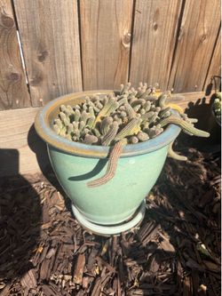 White flower peanut cactus in pot with tray
