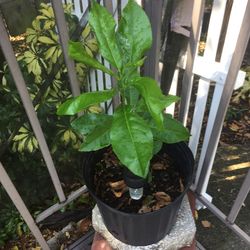 Lemon Tree