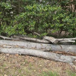 Oak Logs