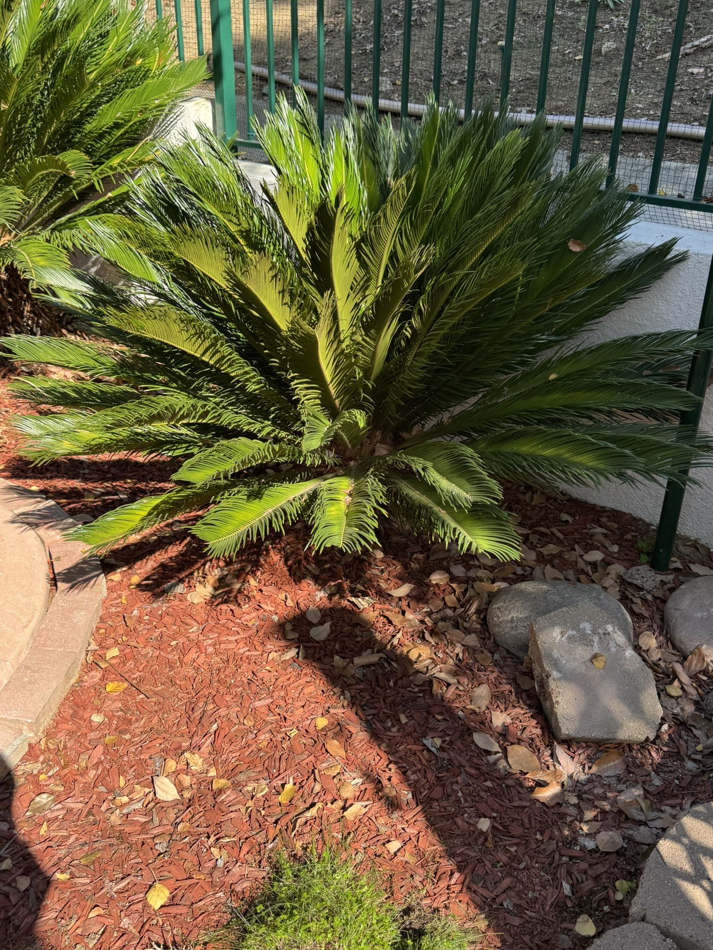 Sago Palms For Sale 2 Available 100.00 For Both