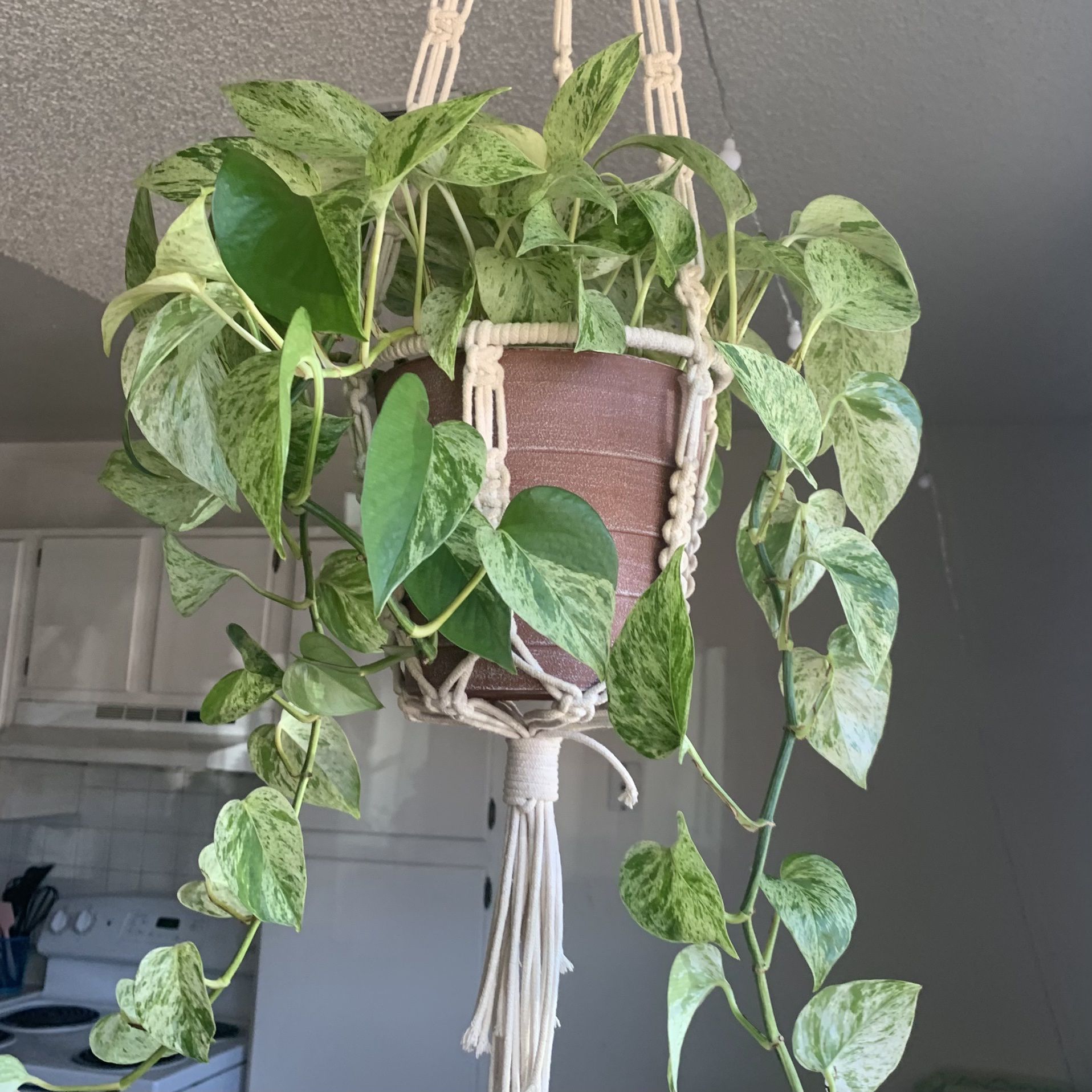 Marble Queen Pothos w/ 8” Plastic Pot *Includes Hand-Made Plant Hanger