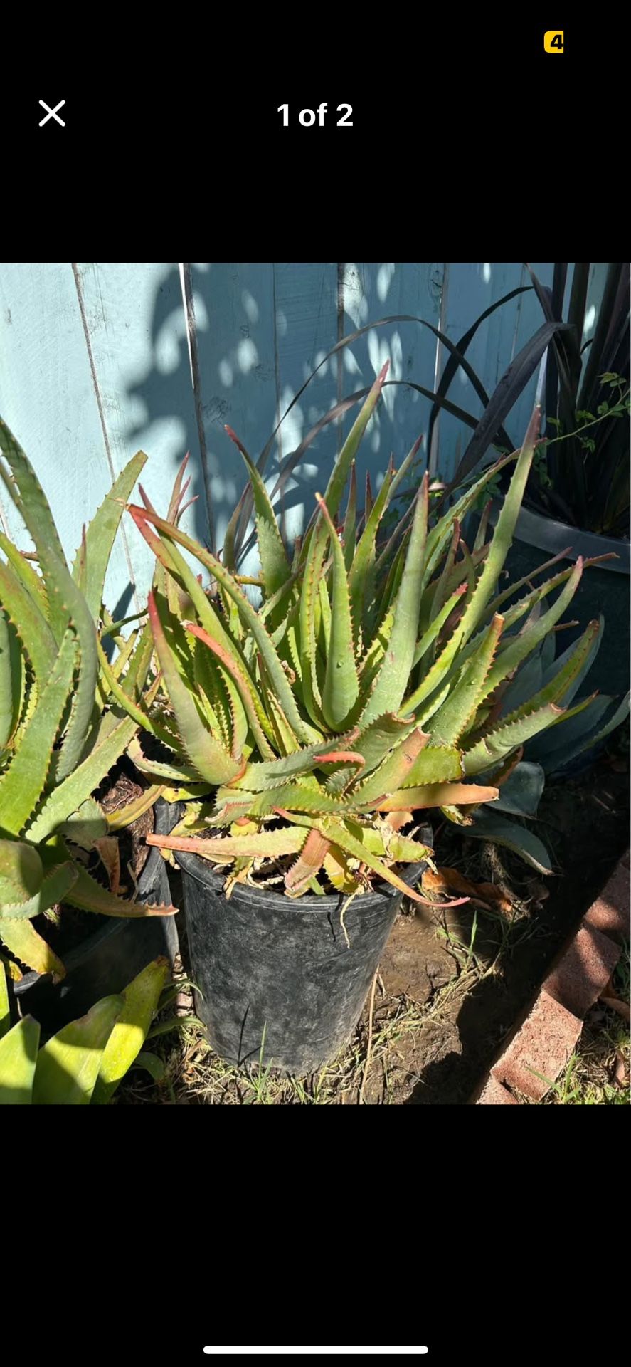 Brand New 5gal Aloe Moonglow Plant, Succulents, Plantas