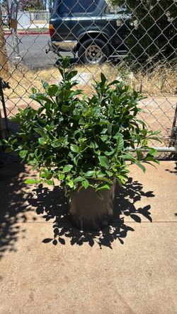 Gardenia
